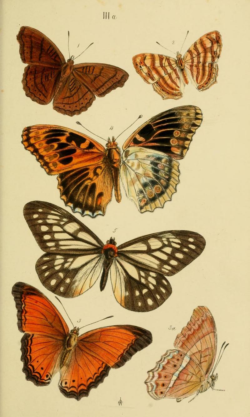 tabby butterfly (Pseudergolis wedah), Chersonesia rahria, Malay yeoman (Cirrochroa emalea bajadeta), Indian fritillary (Argynnis hyperbius), orange-breasted freak (Calinaga buddha); DISPLAY FULL IMAGE.