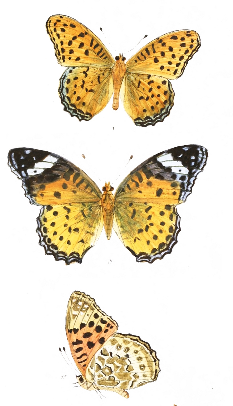 Indian fritillary (Argynnis hyperbius); DISPLAY FULL IMAGE.