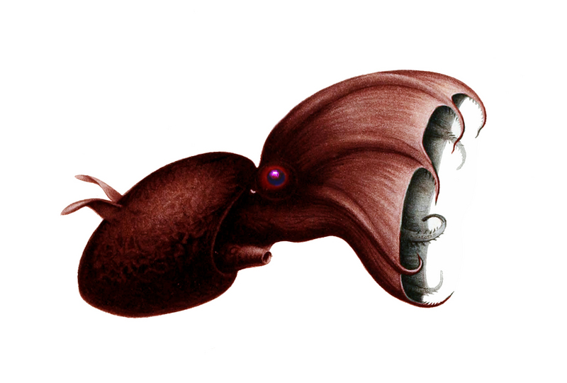vampire squid (Vampyroteuthis infernalis); DISPLAY FULL IMAGE.