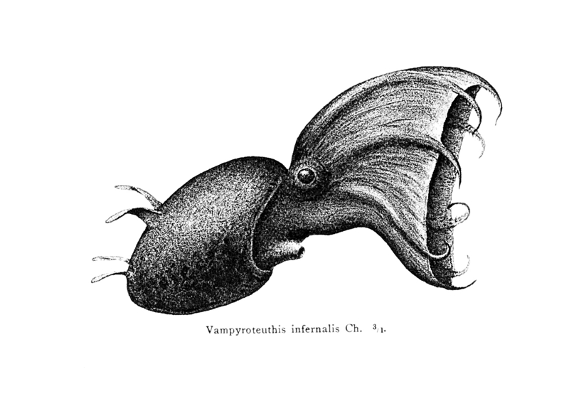 vampire squid (Vampyroteuthis infernalis); DISPLAY FULL IMAGE.