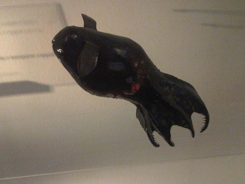 vampire squid (Vampyroteuthis infernalis); DISPLAY FULL IMAGE.