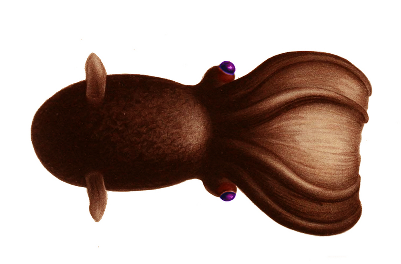 vampire squid (Vampyroteuthis infernalis); DISPLAY FULL IMAGE.