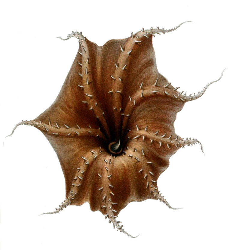 vampire squid (Vampyroteuthis infernalis); DISPLAY FULL IMAGE.