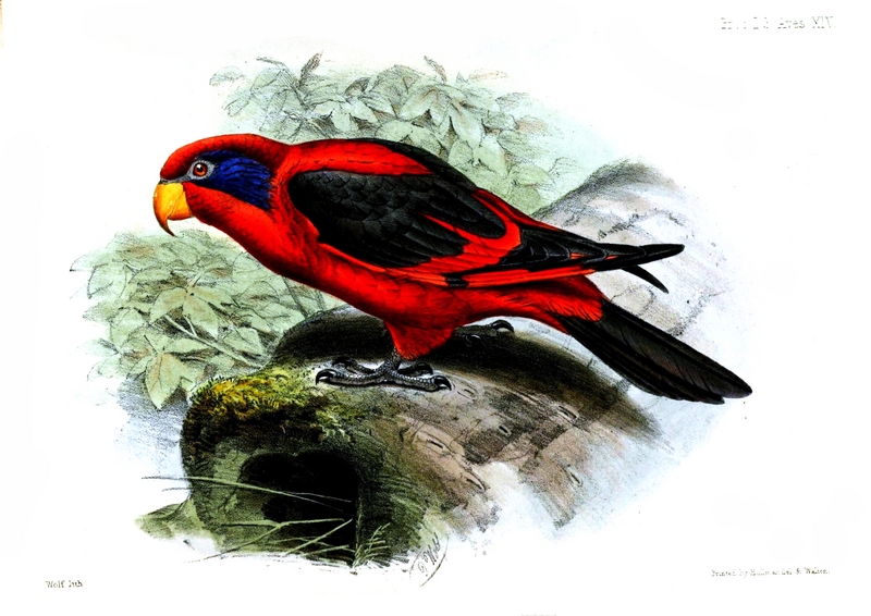 black-winged lory, Biak red lory (Eos cyanogenia); DISPLAY FULL IMAGE.