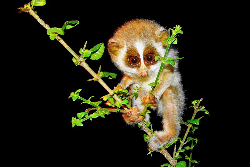 gray slender loris (Loris lydekkerianus); DISPLAY FULL IMAGE.