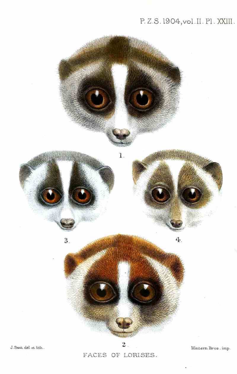 Sunda slow loris (Nycticebus coucang), gray slender loris (Loris lydekkerianus), red slender loris (Loris tardigradus); DISPLAY FULL IMAGE.