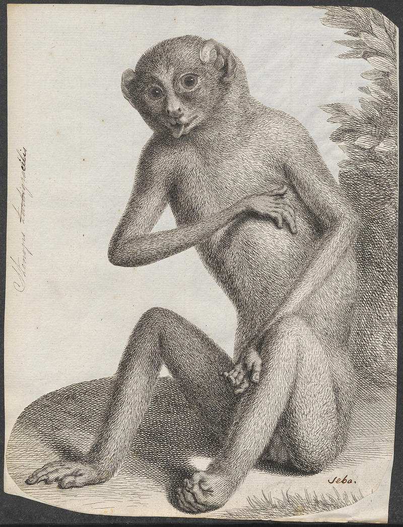 red slender loris (Loris tardigradus); DISPLAY FULL IMAGE.