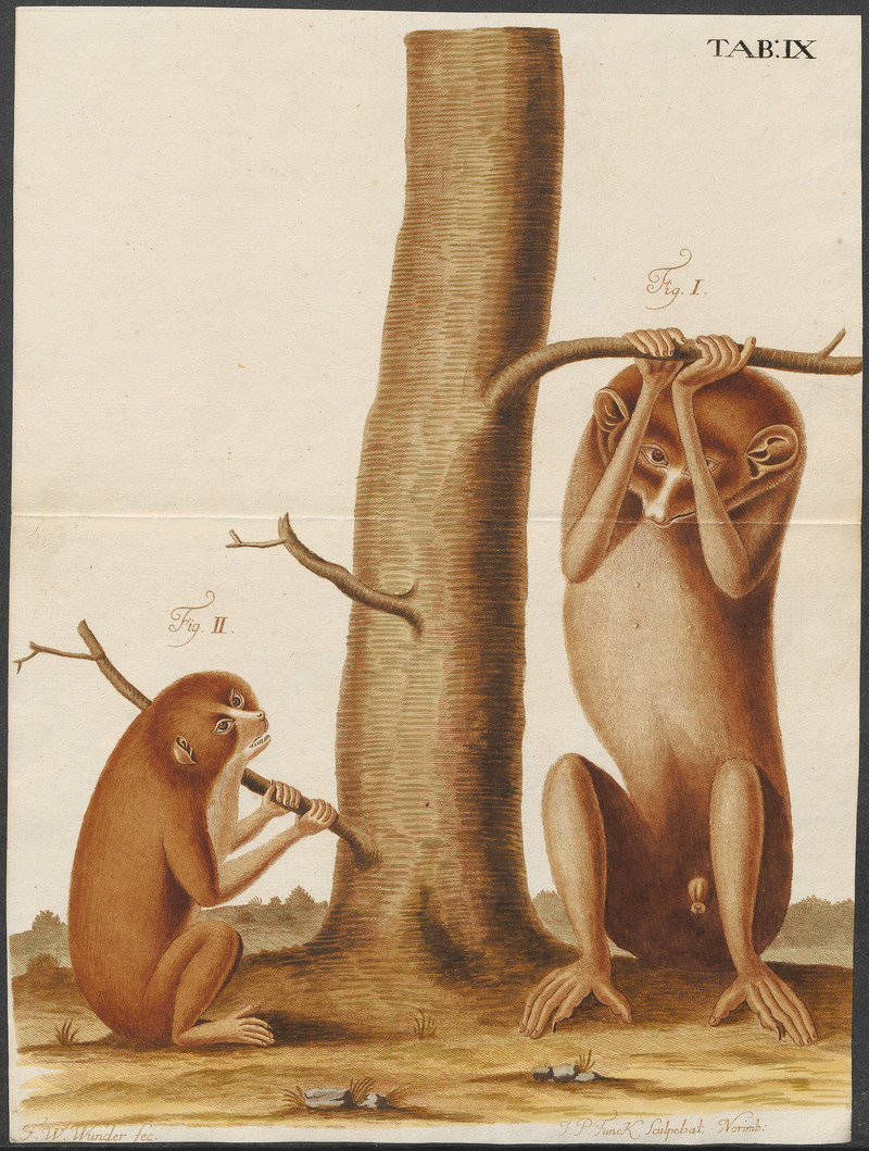 red slender loris (Loris tardigradus); DISPLAY FULL IMAGE.