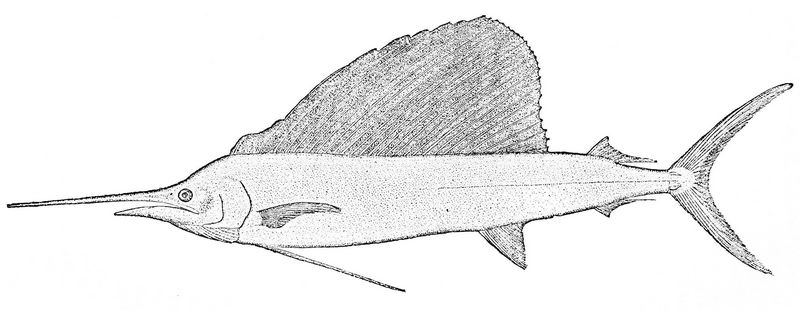 Atlantic sailfish (Istiophorus albicans); DISPLAY FULL IMAGE.