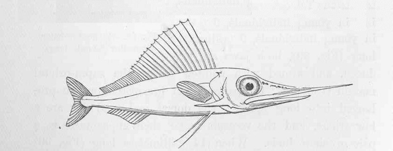 Atlantic sailfish (Istiophorus albicans); DISPLAY FULL IMAGE.