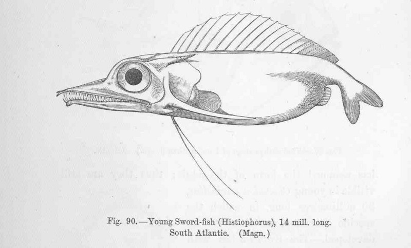 Atlantic sailfish (Istiophorus albicans); DISPLAY FULL IMAGE.