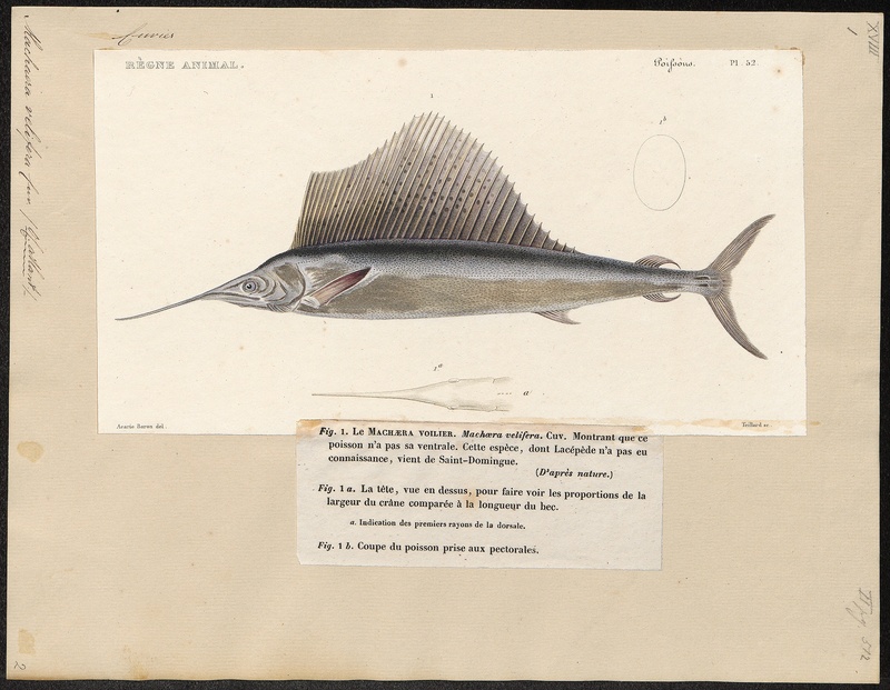 Atlantic sailfish (Istiophorus albicans); DISPLAY FULL IMAGE.
