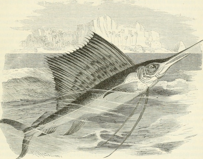 Indo-Pacific sailfish (Istiophorus platypterus); DISPLAY FULL IMAGE.
