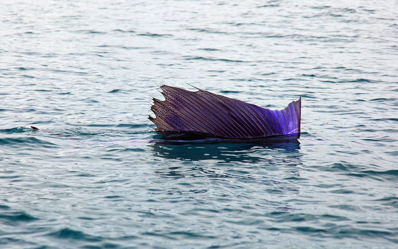 Indo-Pacific sailfish (Istiophorus platypterus); DISPLAY FULL IMAGE.