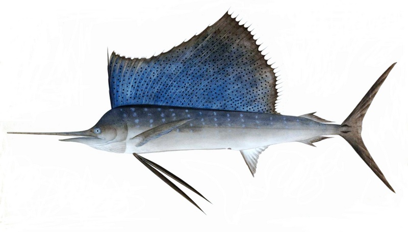 Indo-Pacific sailfish (Istiophorus platypterus); DISPLAY FULL IMAGE.