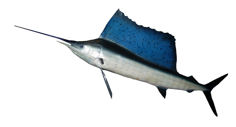 Indo-Pacific sailfish (Istiophorus platypterus); DISPLAY FULL IMAGE.