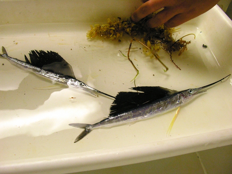 Indo-Pacific sailfish (Istiophorus platypterus); DISPLAY FULL IMAGE.