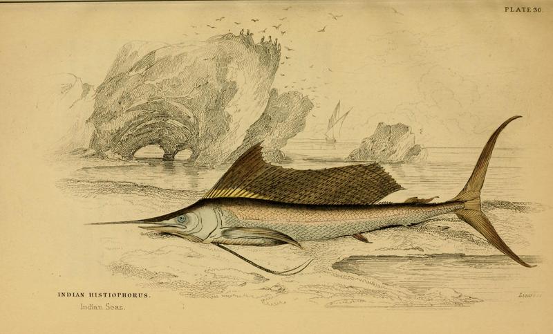Indo-Pacific sailfish (Istiophorus platypterus); DISPLAY FULL IMAGE.
