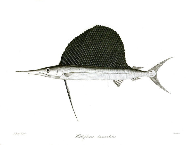 Indo-Pacific sailfish (Istiophorus platypterus); DISPLAY FULL IMAGE.