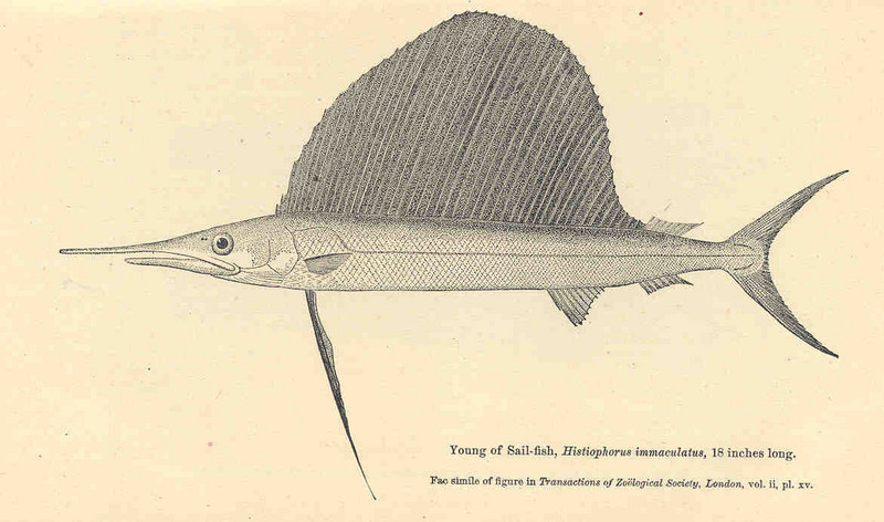 Indo-Pacific sailfish (Istiophorus platypterus); DISPLAY FULL IMAGE.