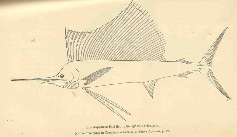 Indo-Pacific sailfish (Istiophorus platypterus); DISPLAY FULL IMAGE.