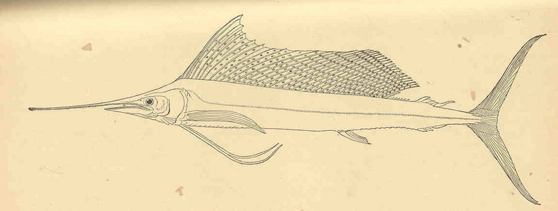 Indo-Pacific sailfish (Istiophorus platypterus); DISPLAY FULL IMAGE.