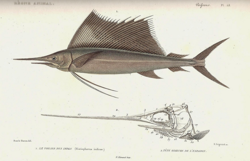 Indo-Pacific sailfish (Istiophorus platypterus); DISPLAY FULL IMAGE.