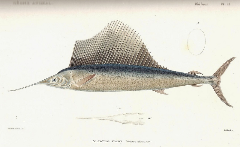 Indo-Pacific sailfish (Istiophorus platypterus); DISPLAY FULL IMAGE.