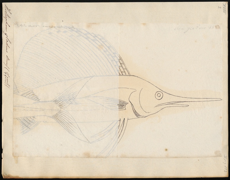 Indo-Pacific sailfish (Istiophorus platypterus); DISPLAY FULL IMAGE.