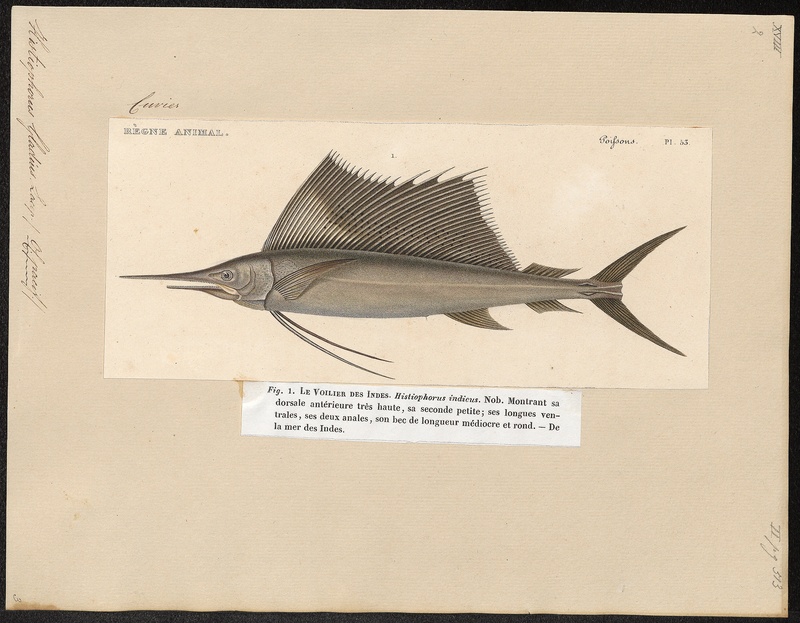 Indo-Pacific sailfish (Istiophorus platypterus); DISPLAY FULL IMAGE.