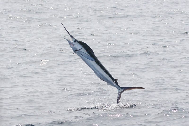 Atlantic white marlin (Kajikia albidus); DISPLAY FULL IMAGE.