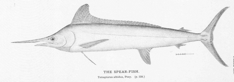 Atlantic white marlin (Kajikia albidus); DISPLAY FULL IMAGE.