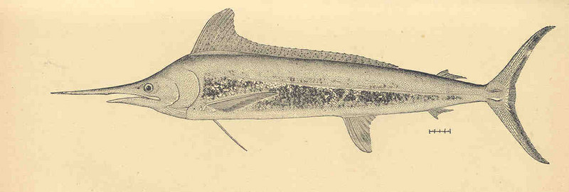 Atlantic white marlin (Kajikia albidus); DISPLAY FULL IMAGE.