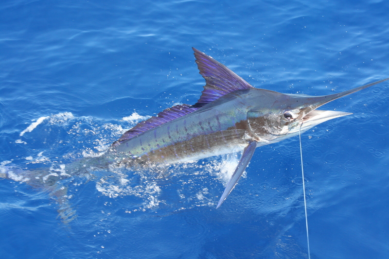 striped marlin (Kajikia audax); DISPLAY FULL IMAGE.