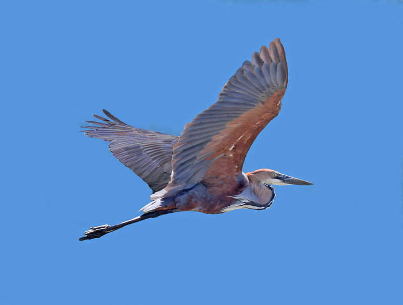 Goliath heron, giant heron (Ardea goliath); DISPLAY FULL IMAGE.