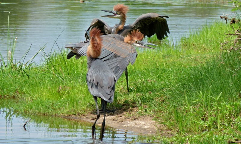 Goliath heron, giant heron (Ardea goliath); DISPLAY FULL IMAGE.