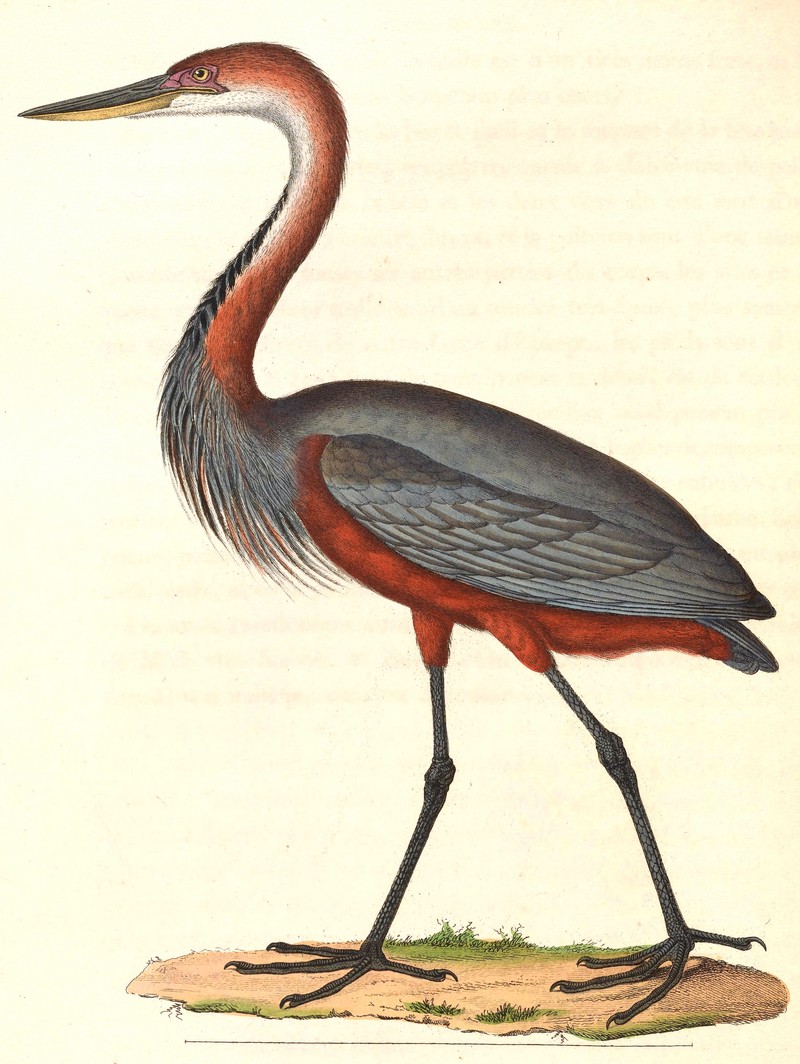 Goliath heron, giant heron (Ardea goliath); DISPLAY FULL IMAGE.