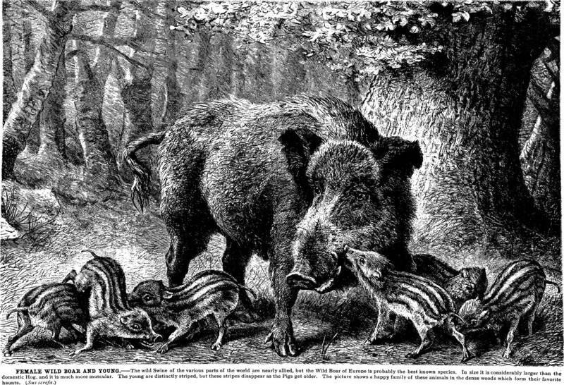 wild boar (Sus scrofa); DISPLAY FULL IMAGE.