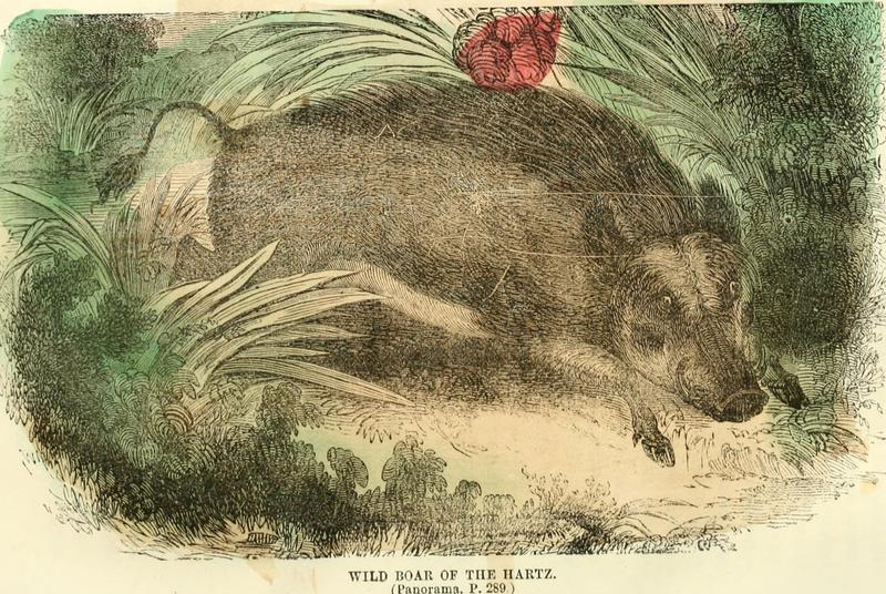 wild boar (Sus scrofa); DISPLAY FULL IMAGE.