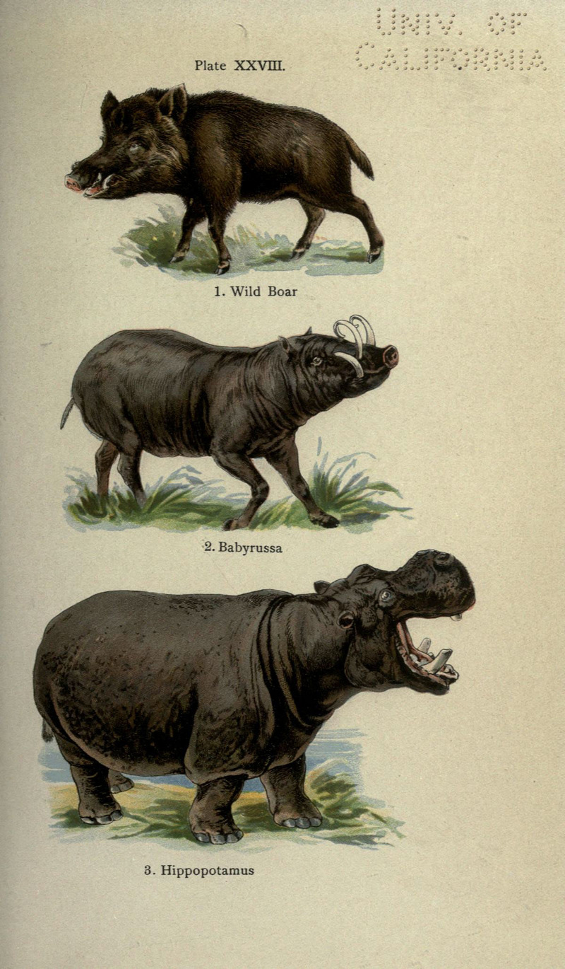 wild boar (Sus scrofa), Buru babirusa (Babyrousa babyrussa), common hippopotamus (Hippopotamus amphibius); DISPLAY FULL IMAGE.