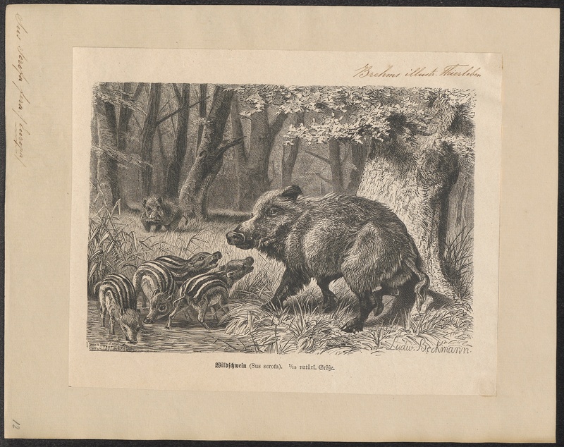 wild boar (Sus scrofa); DISPLAY FULL IMAGE.