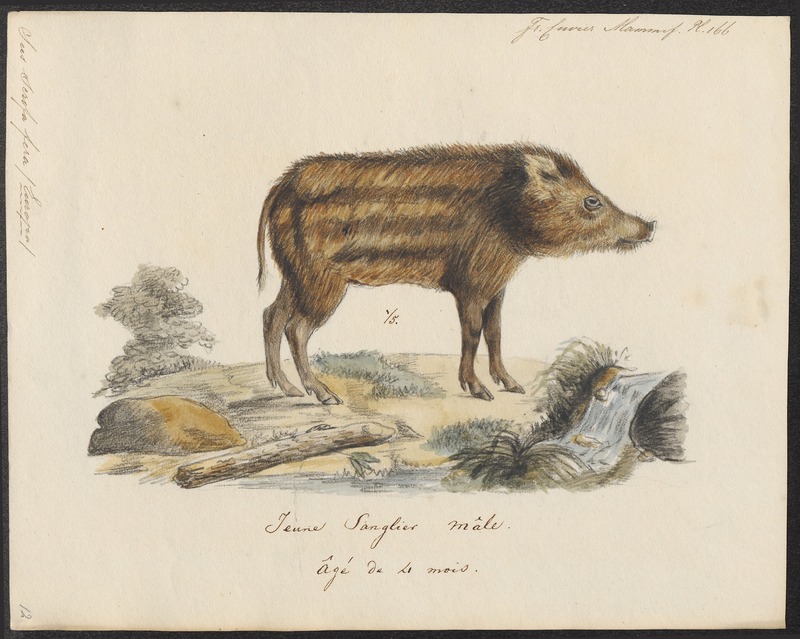 wild boar (Sus scrofa); DISPLAY FULL IMAGE.