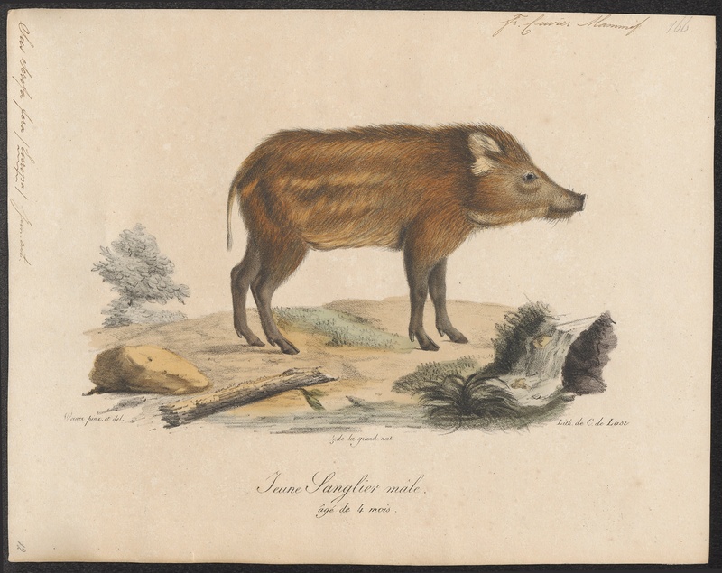 wild boar (Sus scrofa); DISPLAY FULL IMAGE.