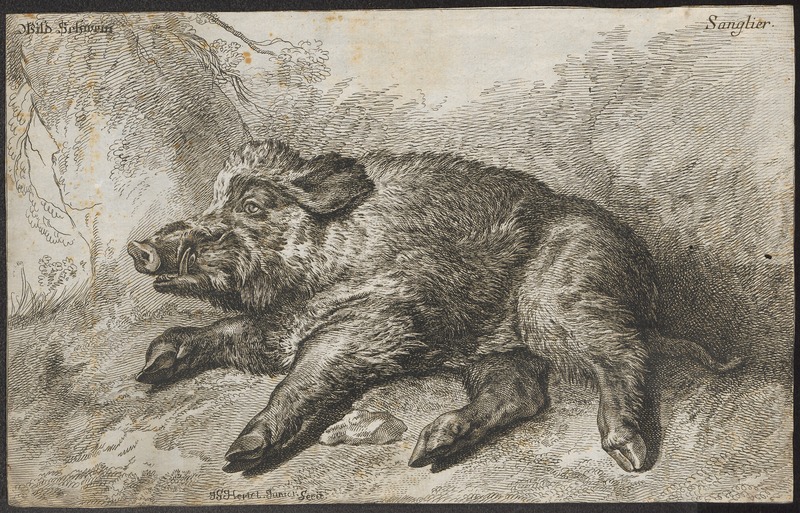 wild boar (Sus scrofa); DISPLAY FULL IMAGE.