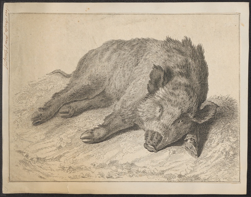 wild boar (Sus scrofa); DISPLAY FULL IMAGE.