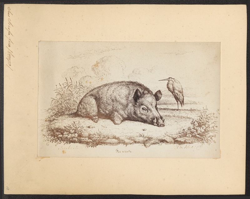 wild boar (Sus scrofa); DISPLAY FULL IMAGE.