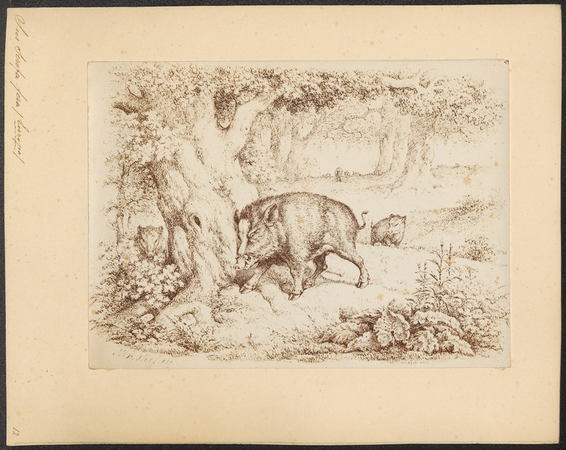 wild boar (Sus scrofa); DISPLAY FULL IMAGE.