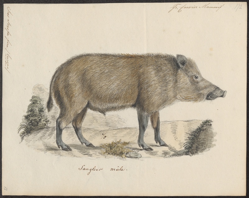 wild boar (Sus scrofa); DISPLAY FULL IMAGE.