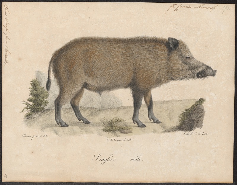 wild boar (Sus scrofa); DISPLAY FULL IMAGE.