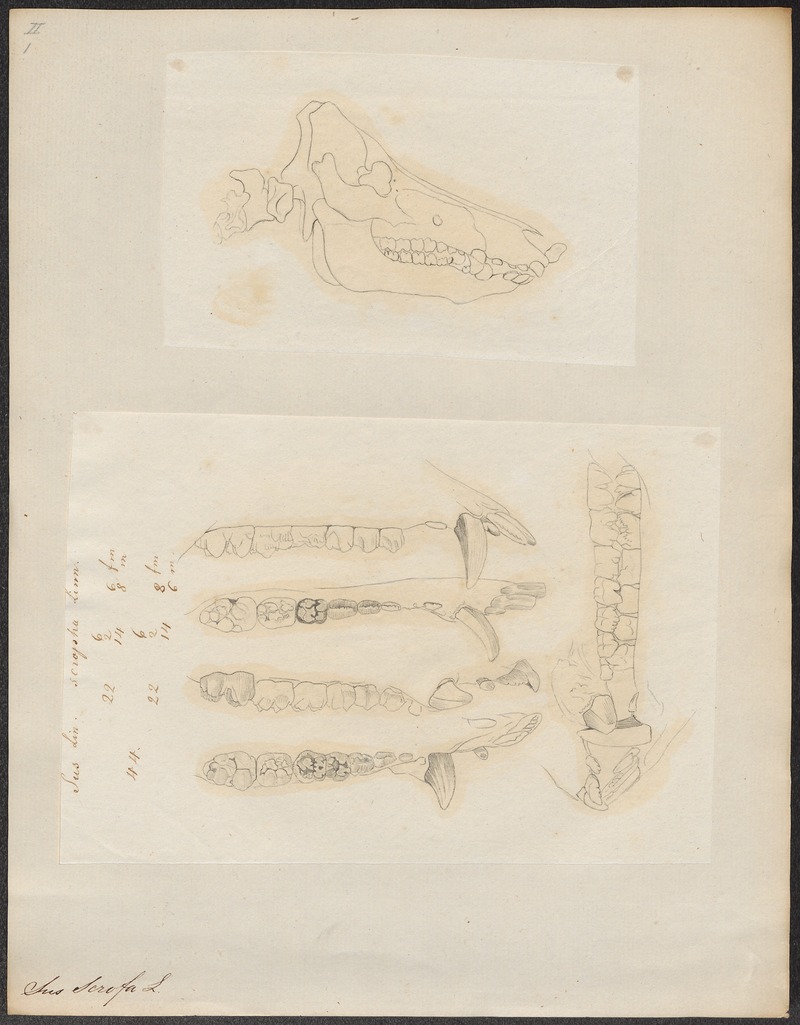 wild boar (Sus scrofa); DISPLAY FULL IMAGE.